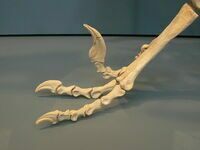 Cast of Demaeosaurus foot showing sickle like claws